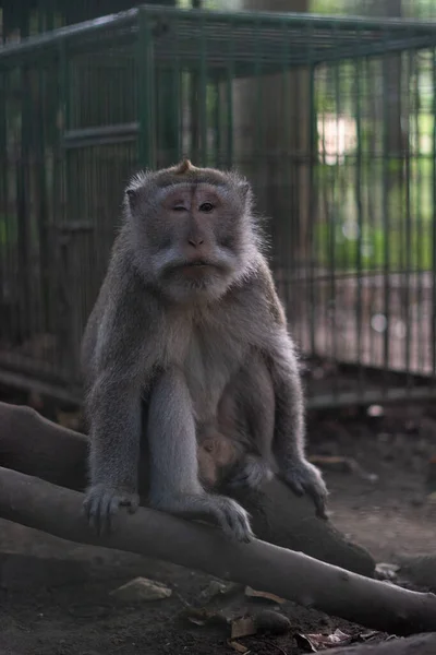 Einäugiger Männlicher Affe Sacred Monkey Forest Sanctuary Bali Indonesien Ubud — Stockfoto