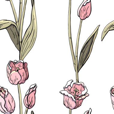 Tulipa.Seamless beyaz bir arka plan üzerinde Pembe Lale deseni. Tekstil, tatil, Bahar, tebrikler