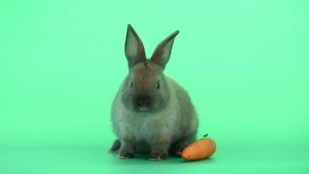 Μικρό γκρίζο καφέ κουνέλι μείνει κοντά καρότο σε πράσινη οθόνη φόντο — Αρχείο Βίντεο