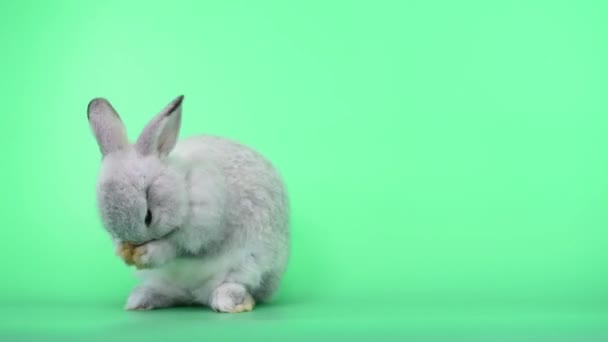 Carino coniglio grigio chiaro coniglio su sfondo schermo verde con stand up azione per pulire il piede — Video Stock