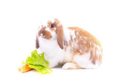 White and brown rabbit nearly stay to carrot and green vegetable on white background