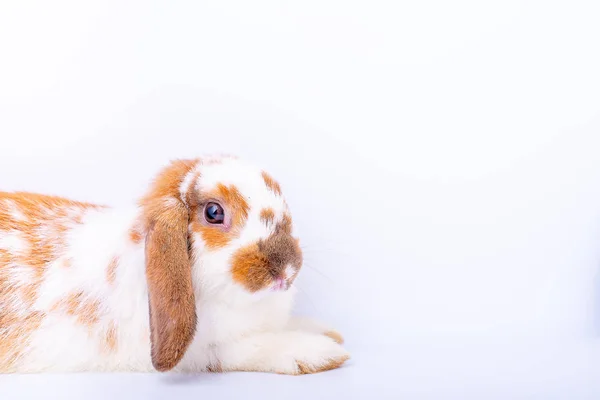 Little Cute Biały Brązowy Królik Króliczka Pobyt Białym Tle Czekamy — Zdjęcie stockowe