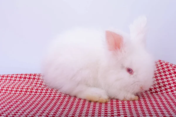 Cute Small Pink Eye White Rabbit Stay Red Stripes Cloth — стоковое фото