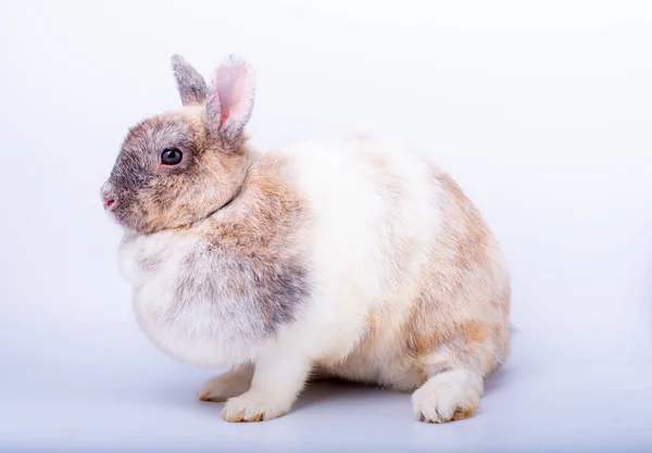 Pan Color Bunny Kanin Med Korta Öron Och Ser Fet — Stockfoto