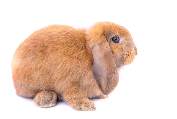 Piccolo Coniglio Marrone Coniglio Con Lunghe Orecchie Rimanere Sfondo Bianco — Foto Stock