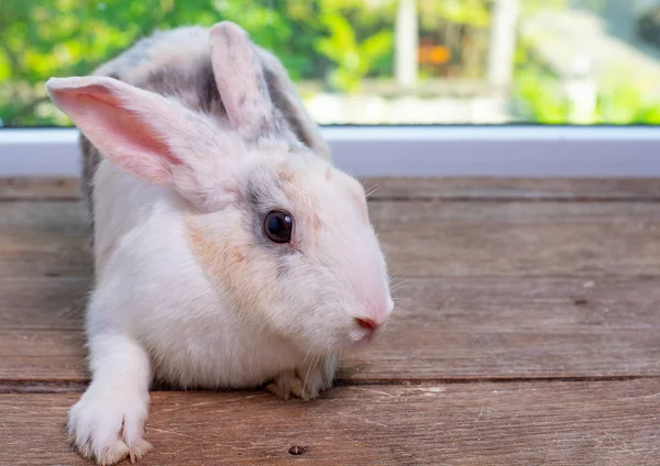 Long ears bunny rabbit stay on wood table with green and nature background