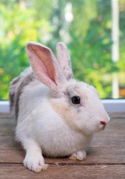 Lange Oren Bunny Rabbit Verblijf Houten Tafel Met Groene Natuur — Stockfoto