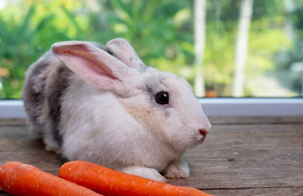 Langes Ohr Und Braune Streifen Kaninchen Bleiben Vor Karotte Auf — Stockfoto