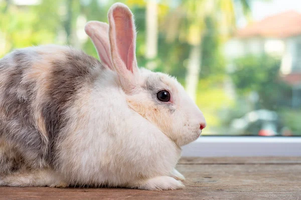 Langohren Kaninchen Bleiben Auf Holztisch Mit Grünem Und Naturbelassenem Hintergrund — Stockfoto