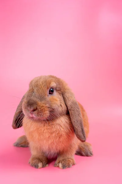 Brown Coniglio Coniglio Soggiorno Sfondo Rosa Con Spazio Copia — Foto Stock