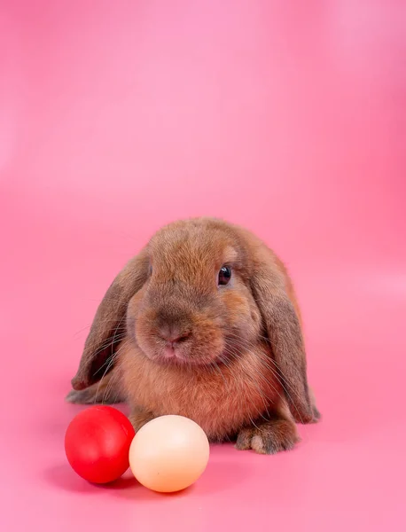 Brown Bunny Rabbit Stay Easter Eggs Pink Background Copy Space — Stock Photo, Image