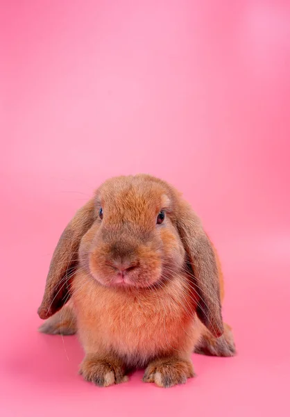Brown Rabbit Bunny Stay Pink Background Copy Space — Stock Photo, Image