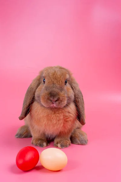 茶色のウサギのウサギは ピンクの背景とコピースペースとイースターエッグの後ろに滞在 — ストック写真