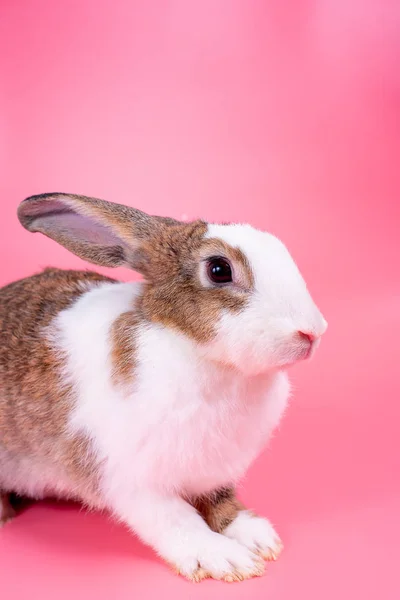 Braunes Und Weißes Kaninchen Mit Langen Ohren Steht Vor Rosa — Stockfoto