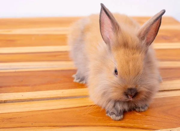 可爱的小棕色兔子或兔子留在木桌上与白色背景 — 图库照片