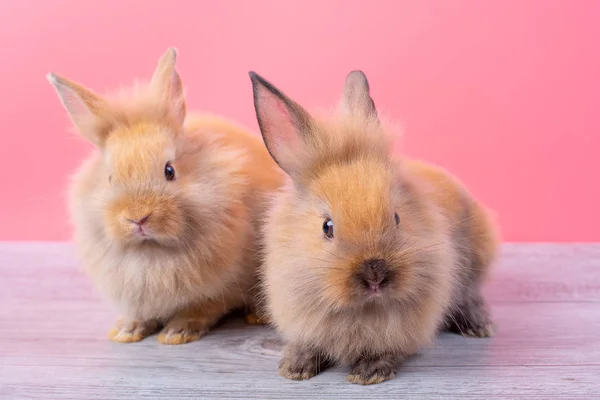 Casal Pequeno Luz Marrom Bonito Coelho Coelhos Ficar Mesa Madeira — Fotografia de Stock