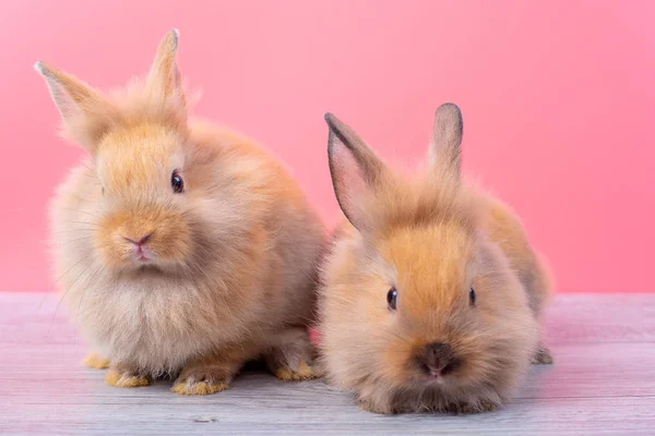 Couple small light brown cute bunny rabbits stay on gray wood table with pink background