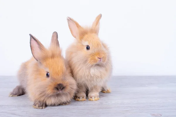 Paar Kleine Licht Bruine Konijnen Blijven Grijze Houten Tafel Met — Stockfoto