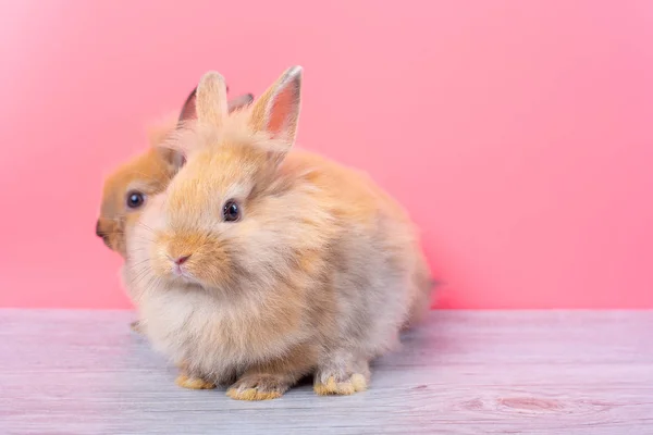 夫妇小浅棕色可爱的兔子兔子留在灰色木表与粉红色背景 — 图库照片