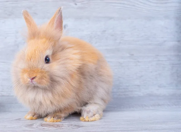 Een Van Licht Bruine Bunny Rabbit Verblijf Hout Patroon Achtergrond — Stockfoto