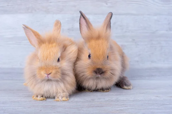 Due Piccoli Coniglietti Rimangono Sfondo Grigio Modello Legno Con Posizioni — Foto Stock