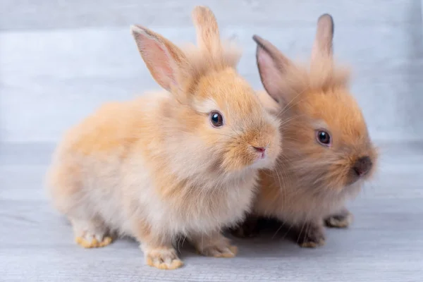 Due Piccoli Coniglietti Rimangono Sfondo Grigio Modello Legno Con Posizioni — Foto Stock