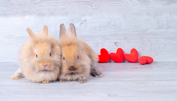 Pár Kis Világosbarna Nyuszi Nyulak Szürke Háttér Valentin Témája Mini — Stock Fotó