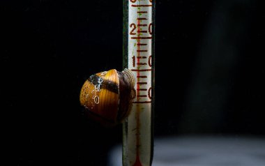 Horn snail eat lichen on thermometer with dark background clipart