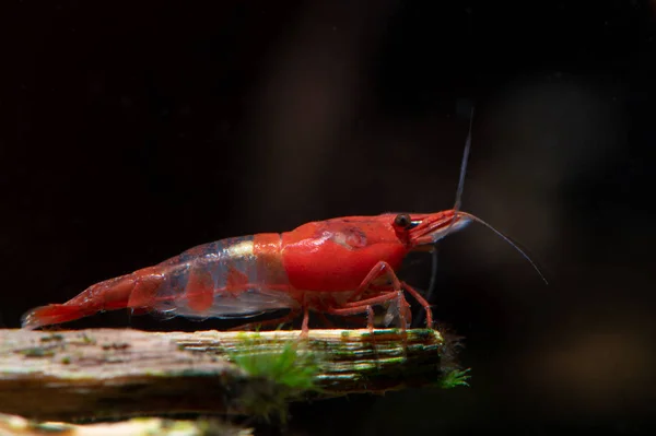 Camarão Anão Sushi Vermelho Ficar Decoração Madeira — Fotografia de Stock