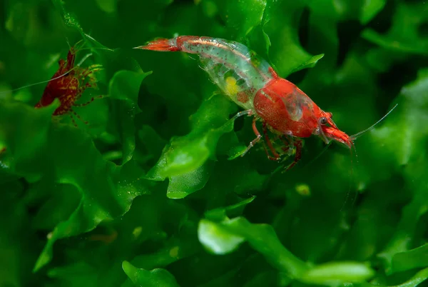 Rode Sushi Dwerg Garnalen Met Zwangerschap Verblijf Groene Water Plant — Stockfoto