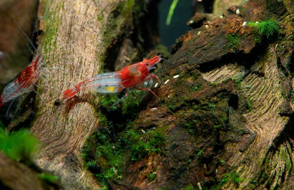 Gamberetti Nani Sushi Rosso Soggiorno Sulla Decorazione Del Legno — Foto Stock