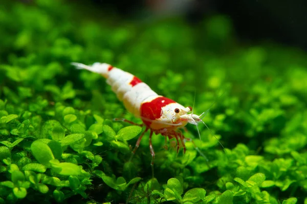 Red Bee Shrimp Blijven Gras Aquatische Mos Met Een Donkere — Stockfoto