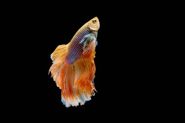 Beyaz ve sarı betta balığının ana rengi ile renkli olan Siyam lı balıklar siyah arka planda izole edildi. Balık da yüzme sırasında yukarı yönde baş açmak eylem