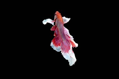 Kırmızı ve pembe betta balığının ana rengi ile renkli olan Siyam lı balıklar siyah arka planda izole edildi. Balık da yüzme sırasında yukarı yönde baş açmak eylem