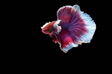 Kırmızı ve pembe betta balığının ana rengi ile renkli olan Siyam lı balıklar siyah arka planda izole edildi. Balık da yüzme sırasında farklı yönde dönüş kafası eylem