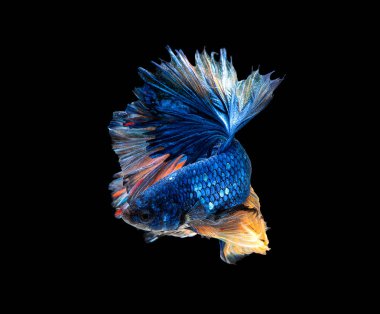 Mavi betta balığının ana rengi ile renkli olan Siyam lı balıklar siyah arka planda izole edildi. Balık da yüzme sırasında farklı yönde dönüş kafası eylem