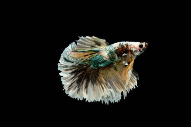 Yeşil, siyah ve sarı betta balık ana renk ile renkli, Siyam mücadele balık siyah arka plan üzerinde izole edildi