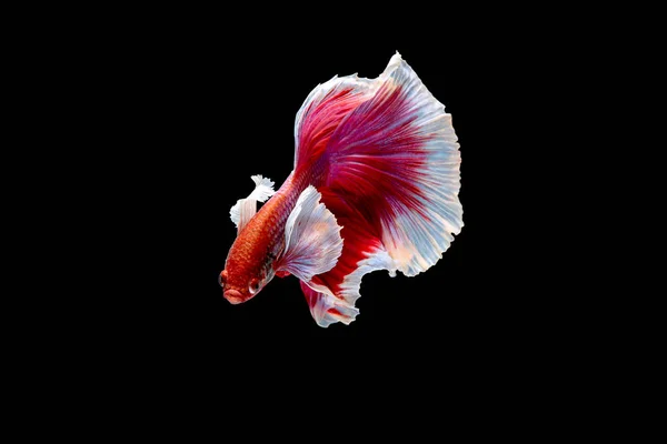赤とピンクのベッタ魚のメインカラーでカラフルな シャムの戦いの魚は 黒の背景に隔離されました 魚も泳ぎ中に下向きに頭を回すアクション — ストック写真
