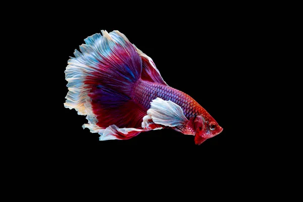 赤とピンクのベッタ魚のメインカラーでカラフルな シャムの戦いの魚は 黒の背景に隔離されました 魚も泳ぎの間に異なる方向に頭を回すアクション — ストック写真