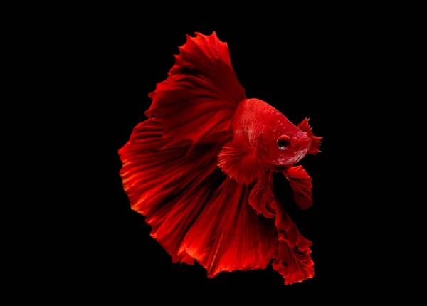 Red Betta Fish Siamese Fighting Fish Isolated Black Background Fish — Stock Photo, Image