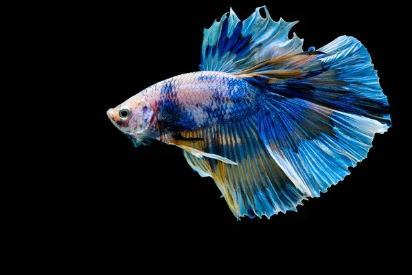Farbenfroh Mit Der Hauptfarbe Blauer Betafisch Wurde Der Siamesische Kampffisch — Stockfoto