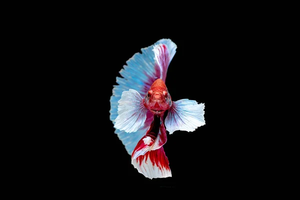 Färgglada Med Huvudfärgen Röd Och Rosa Betta Fisk Siamese Fighting — Stockfoto