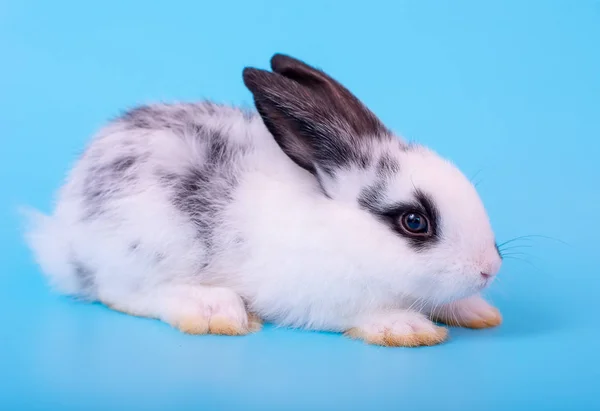 小可爱的黑色和白色兔子兔子与蓝色背景不同的行动 — 图库照片