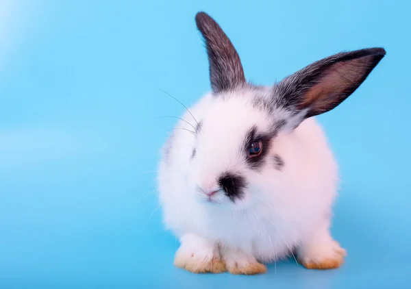 Liten Bedårande Svart Och Vit Kanin Med Olika Åtgärder Blå — Stockfoto