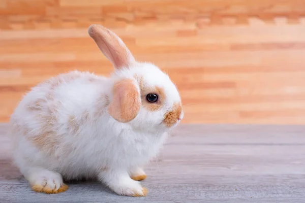 Kleine Schattige Bunny Rabbit Verblijf Grijze Tafel Met Bruin Hout — Stockfoto