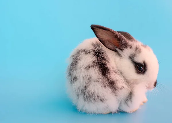 Liten Bedårande Svart Och Vit Kanin Med Olika Åtgärder Blå — Stockfoto