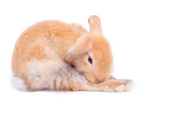 孤立的小棕色可爱的兔子兔子在白色背景与一些行动 — 图库照片