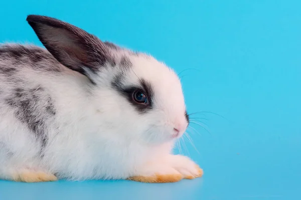 Vue Rapprochée Petit Lapin Noir Blanc Sur Fond Bleu — Photo