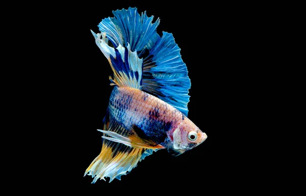 Colorato Con Colore Principale Del Pesce Betta Blu Pesce Combattente — Foto Stock