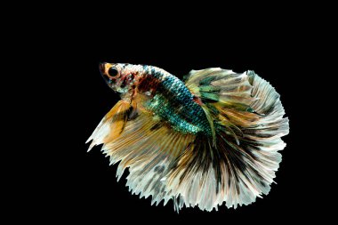 Yeşil, siyah ve sarı betta balık ana renk ile renkli, Siyam mücadele balık siyah arka plan üzerinde izole edildi